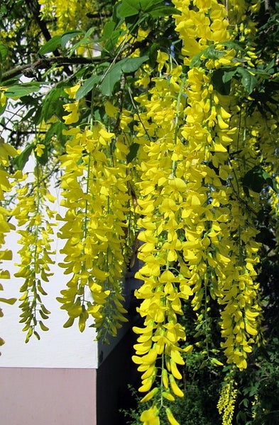 Laburnum watereri 'Vossii'- Stämmchen , Goldregen,  Gesamthöhe: 170-180 cm, Stammhöhe: 125 cm