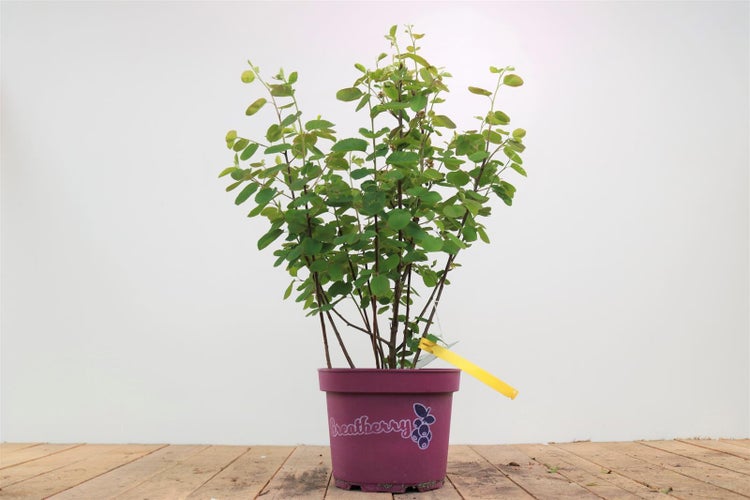 Amelanchier alnifolia 'Greatberry® Fruty', Felsenbirne, 50–60 cm