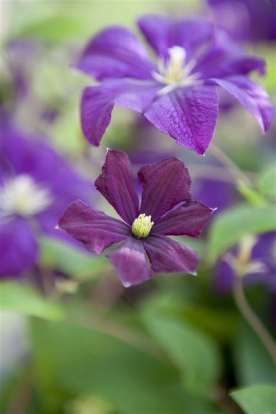 Clematis viticella 'Etoile Violette', Waldrebe, violett, 60–100 cm