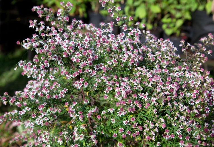 Aster lateriflorus horiz.'Prince', Herbstaster, purpur, ca. 11x11 cm Topf