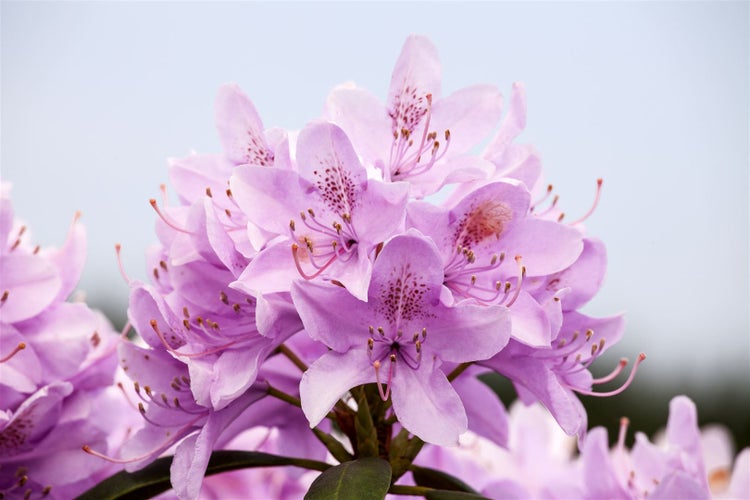 Nahaufnahme einer lila Rhododendronblüte