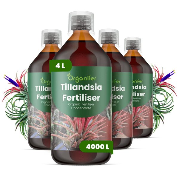 Vier Flaschen Organifer Tillandsia Dünger, organisches Düngerkonzentrat, insgesamt vier Liter für viertausend Liter Gießwasser.