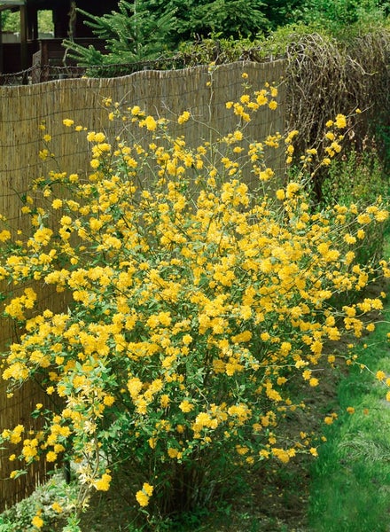 Blühender Zierstrauch im Garten