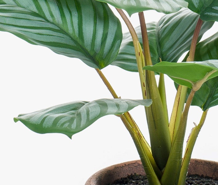 Künstliche Calathea Pflanze im Topf mit gestreiften Blättern und Stielen