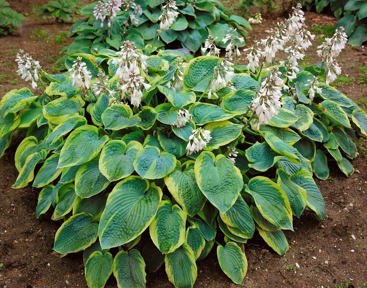 Hosta sieboldiana 'Frances Williams', Funkie, grün-gelb, ca. 9x9 cm Topf