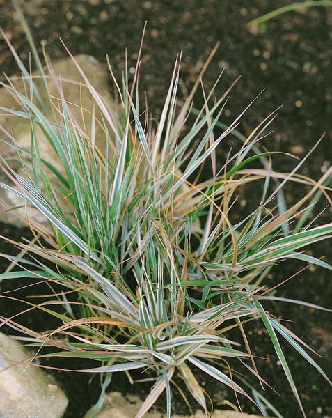 Calamagrostis x acutiflora 'Overdam', Ziergras, ca. 9x9 cm Topf