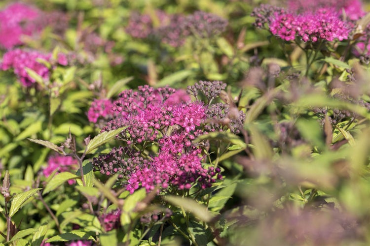 Spiraea japonica 'Anthony Waterer', Roter Spierstrauch, 40–60 cm