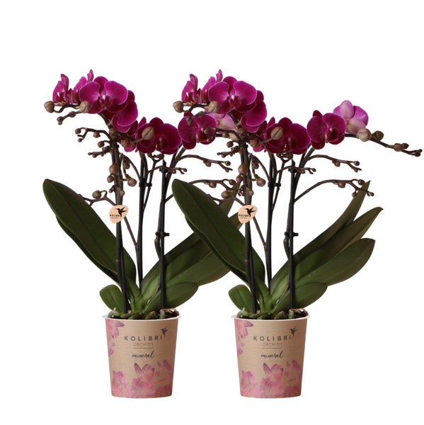 Kolibri Orchideen COMBI DEAL von 2 lila Phalaenopsis Orchideen Morelia Topfgröße 9cm blühende Zimmerpflanze frisch vom Züchter