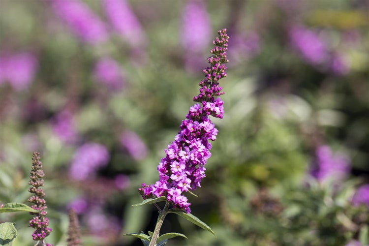 Buddleja 'Pink Micro Chip', Schmetterlingsflieder, rosa, 30–40 cm