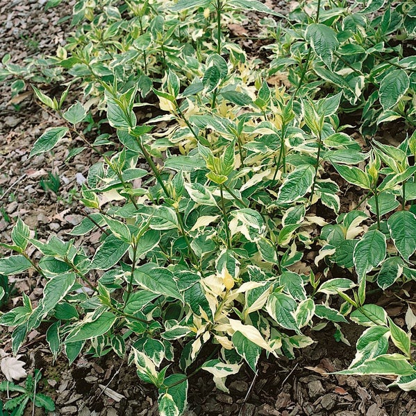 Cornus alba 'Sibirica Variegata', Hartriegel, weiß-bunt, 60–100 cm