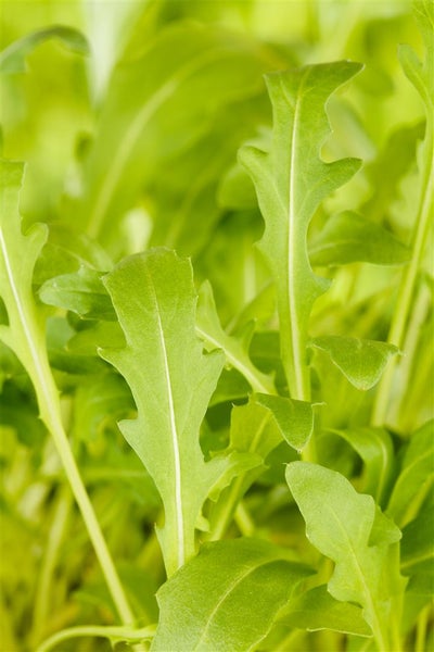 Nahaufnahme von Rucola