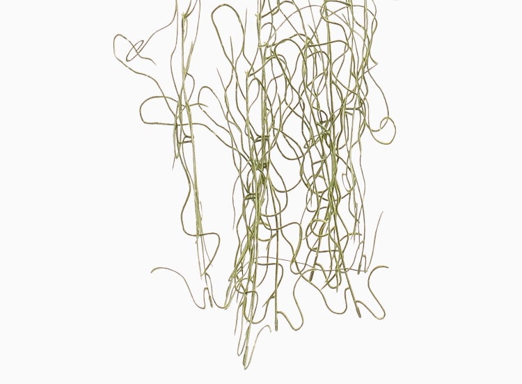 Tillandsia usneoides, Luftpflanze mit hängenden, gewundenen Trieben.