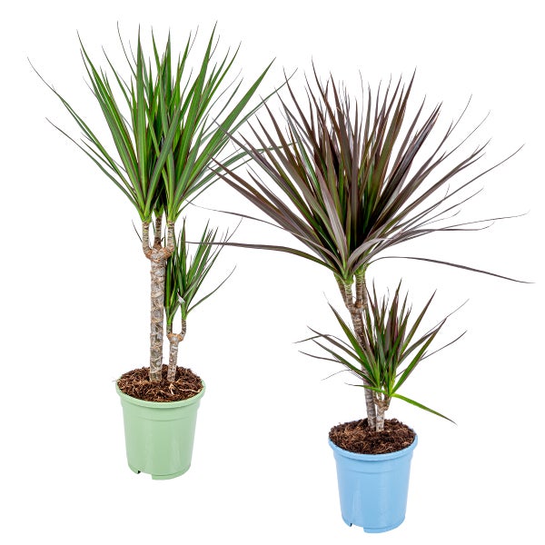 2x Dracaena Zimmerpflanzen Mix – Marginata-Magenta – Luftreinigend – ⌀17 cm - ↕65-75 cm