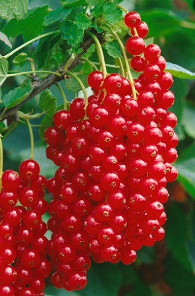 Ribes rubrum 'Rovada', Rote Johannisbeere, 90 cm Stammhöhe