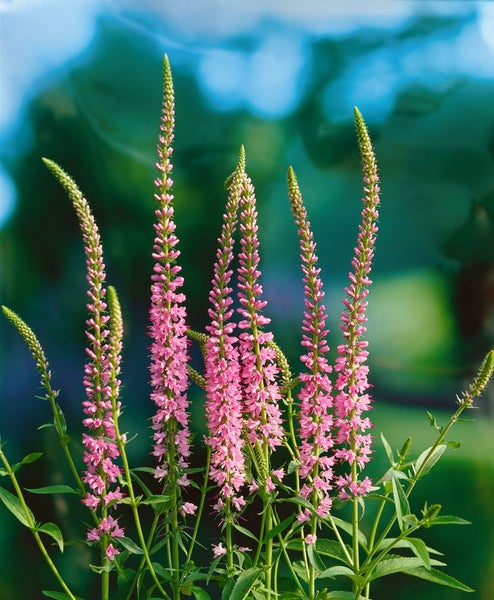 Veronica longifolia 'Pink Damask', Ehrenpreis, rosa, ca. 9x9 cm Topf