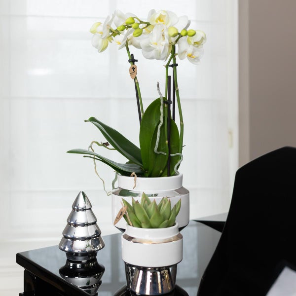 Kolibri Orchideen Weiße Phalaenopsis Orchidee Amabilis + Le Chic Deko-Topf silber Topfgröße 9cm 40cm hoch blühende Zimmerpflanze im Blumentopf frisch vom Züchter