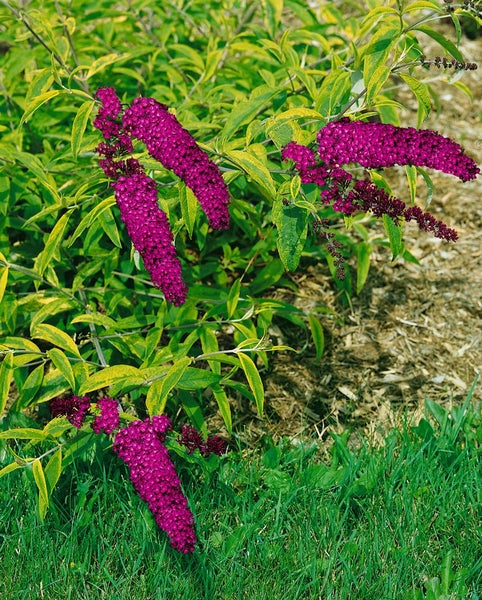 Buddleja 'Santana', Schmetterlingsflieder, buntlaubig, 40–60 cm