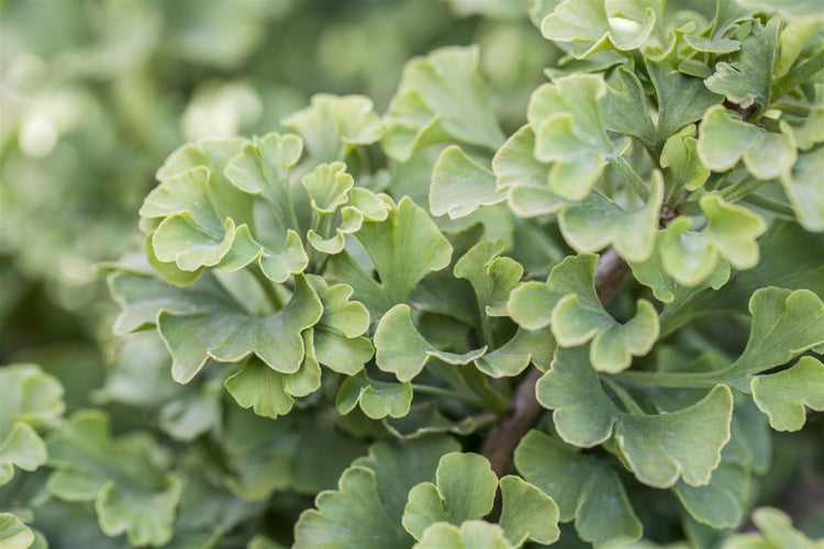 Nahaufnahme von Ginkgo Biloba Blättern.