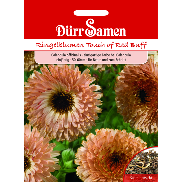 Ringelblumen Touch of Red Buff einjährig Saatgut von Dürr Samen