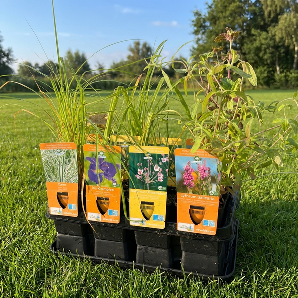 Set aus verschiedenen Wasserpflanzen in einer schwarzen Schale, inklusive Carex, Iris Kaempferi, Butomus Umbellatus und Lythrum Salicaria.