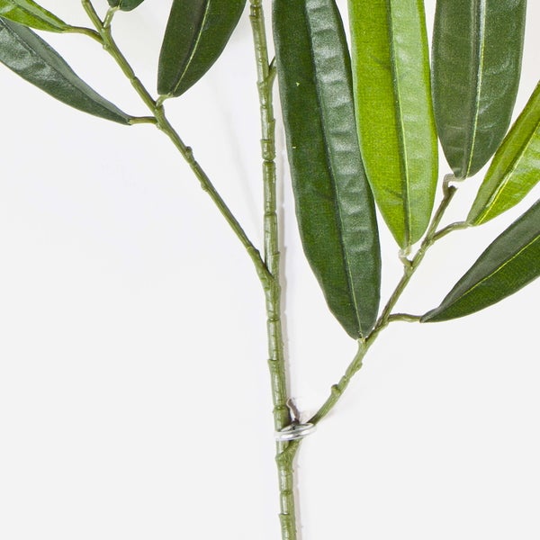 Zimmerpflanze Zierspargel Asparagus mit feinen grünen Blättern in einem Terrakottatopf.