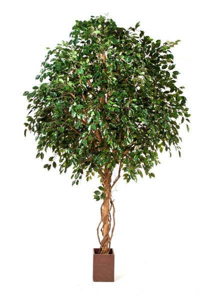 Künstlicher Ficus Baum mit dichtem grünem Laub und geflochtenem Stamm in einem braunen quadratischen Topf.