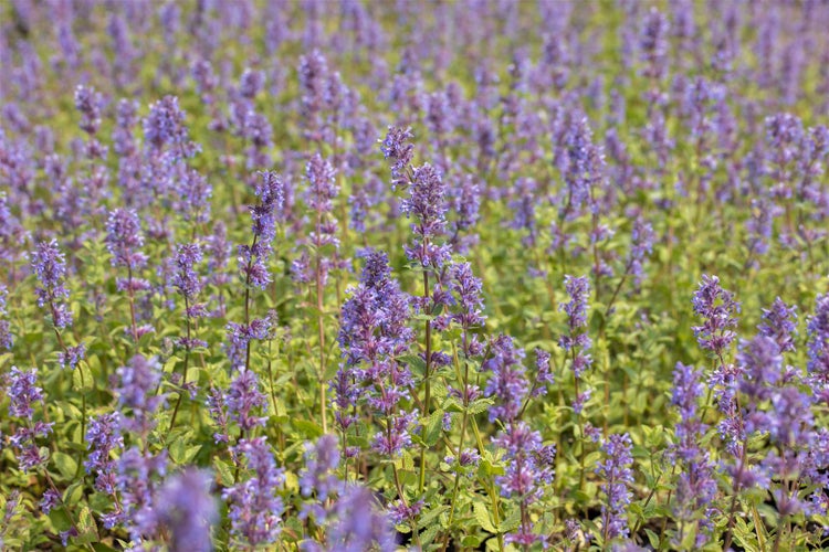 Nepeta racemosa 'Superba', Katzenminze, blauviolett, ca. 9x9 cm Topf