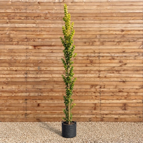 Säulenhainbuche in einem Pflanzkübel vor einer Holzwand
