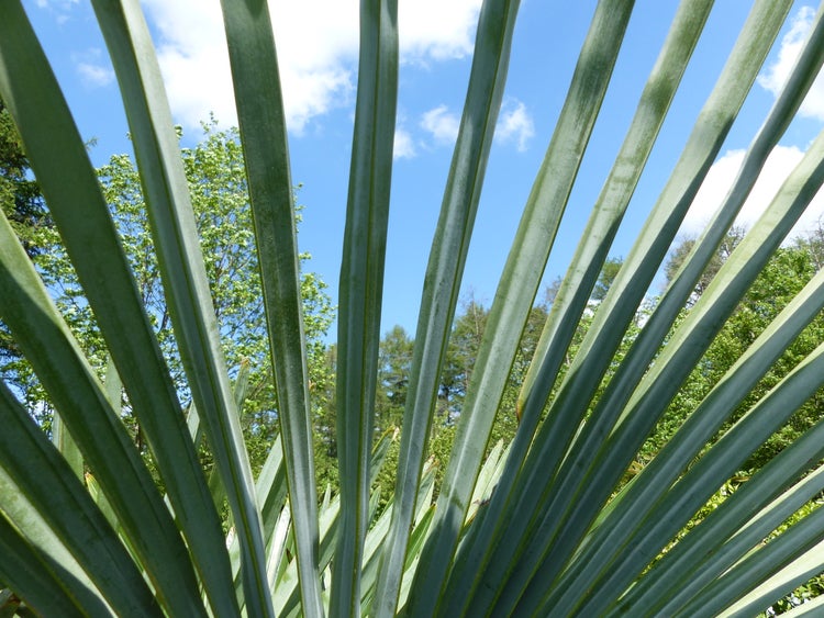 2 Stück im Palmenset Trachycarpus fortunei dicke Stämme 200 cm Hanfpalme, winterharte Palme bis -18°C