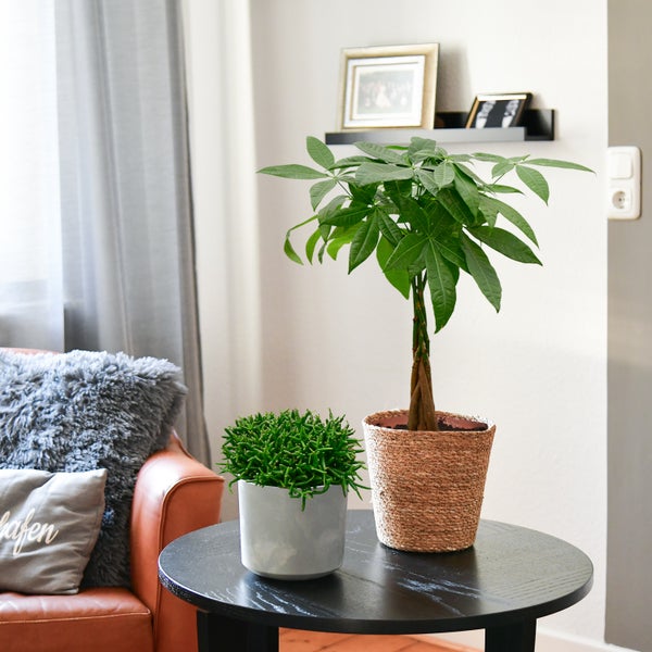 Green Me Up Große Glückskastanie mit Übertopf, 100-110cm