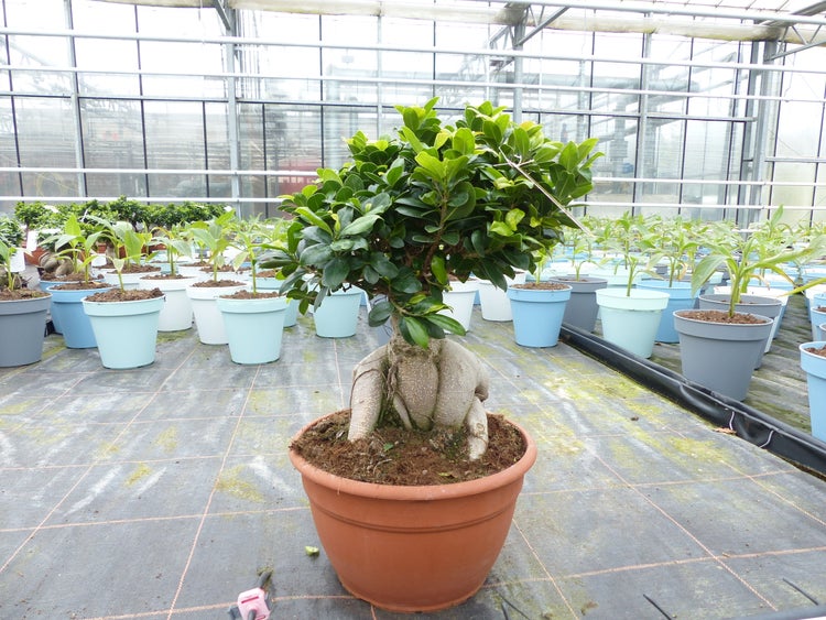 Ficus Ginseng Bonsai in einem terracottafarbenen Topf in einem hellen Gewächshaus zwischen anderen Topfpflanzen.
