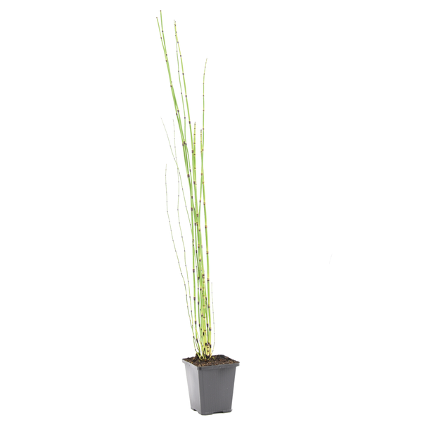 Winterschachtelhalm Equisetum hyemale im schwarzen Kunststofftopf mit aufrechten grünen Stängeln.