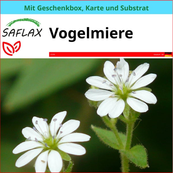 SAFLAX Geschenk Set - Vogelmiere - Stellaria media - 1000 Samen - Mit Geschenkbox, Versandaufkleber, Geschenkkarte und Anzuchtsubstrat