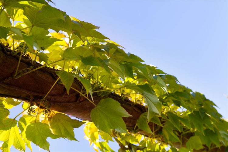Parthenocissus tricuspidata 'Veitchii', Wilder Wein, 150–200 cm