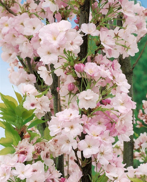 Prunus serrulata 'Amanogawa', Japanische Säulenkirsche, rosa, 100–150 cm
