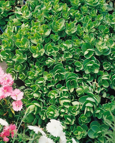 Sedum sieboldii, Oktoberle, rosa Blüten, ca. 9x9 cm Topf