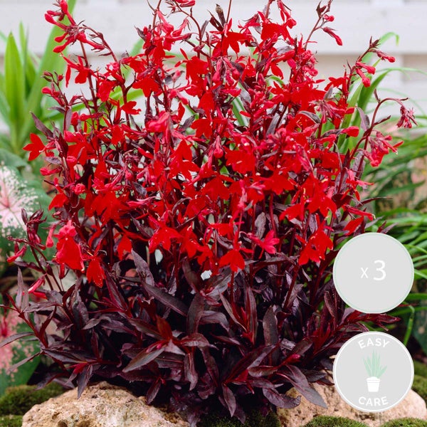 3x Lobelia Queen Victoria – Kardinalblume – Pflegeleicht – Zone 1/2 – ⌀09cm - ↕15-25 cm