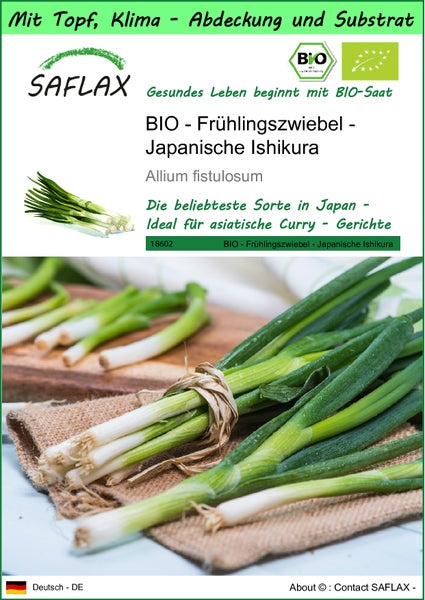SAFLAX Garden to go - BIO - Frühlingszwiebel - Japanische Ishikura - Allium fistulosum - 150 Samen - Mit Topf, Klima - Deckel und Anzuchtsubstrat
