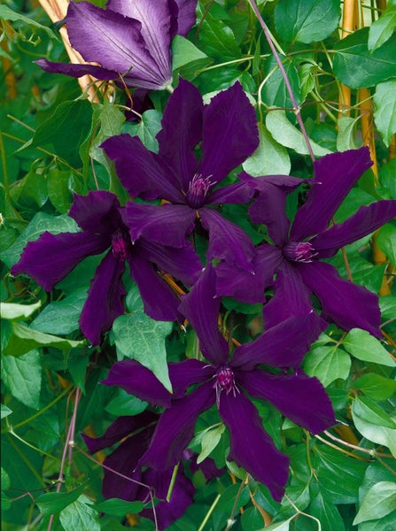 Clematis Hybride 'Honora', Waldrebe, violett, 40–60 cm