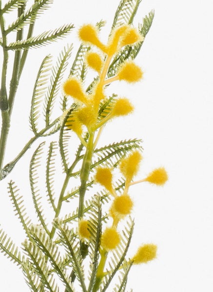 Künstlicher Mimosenzweig mit gelben Blütenbüscheln und grünen gefiederten Blättern für die Dekoration.