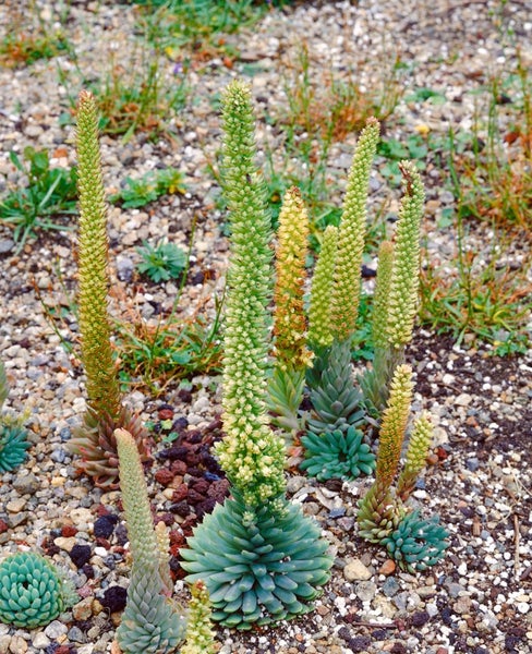 Orostachys spinosus, Rosettenpflanze, ca. 9x9 cm Topf