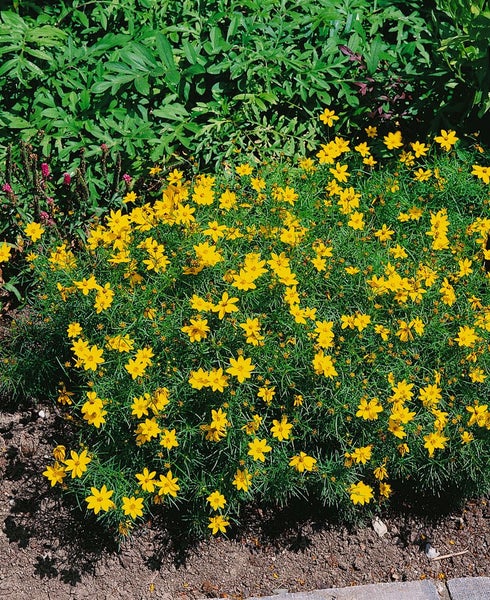 Goldmarie Pflanze mit gelben Blüten im Gartenbeet