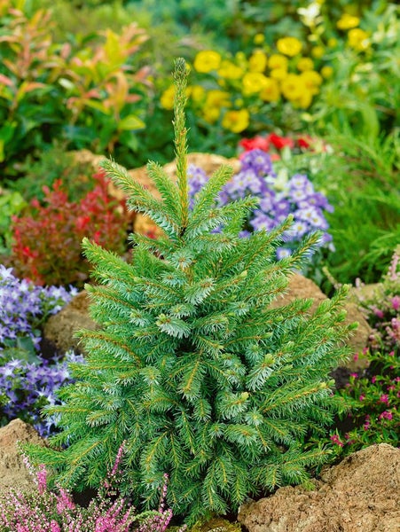 Junge Fichte im Gartenbeet mit Steinen und Blumen.