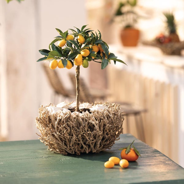 Kumquat-Bäumchen mit Früchten in einem dekorativen Korb aus Zweigen auf einem Tisch im Außenbereich.