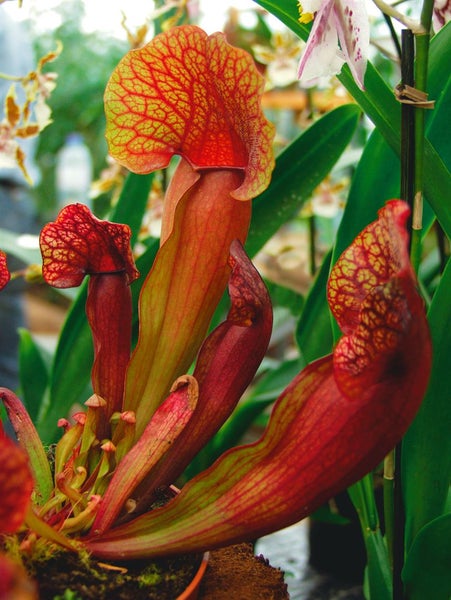 Sarracenia purpurea, Schlauchpflanze, rot-grün, ca. 9x9 cm Topf