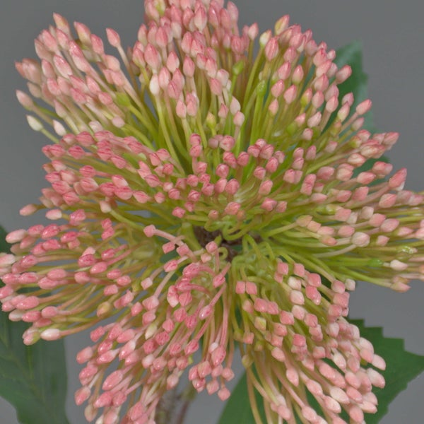 Nahaufnahme einer Pimelea Pflanze mit vielen rosa Blütenknospen an grünen Stielen.