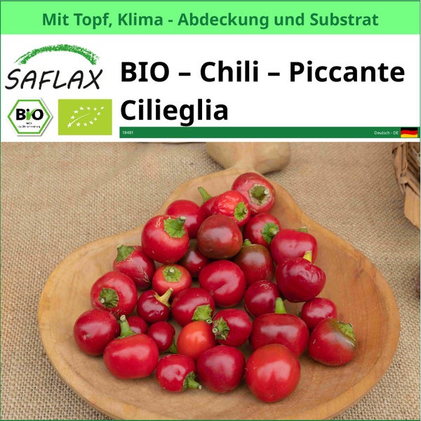Saflax Bio Chili Piccante Ciliegia mit Topf, Klimaabdeckung und Substrat in einer Holzschale