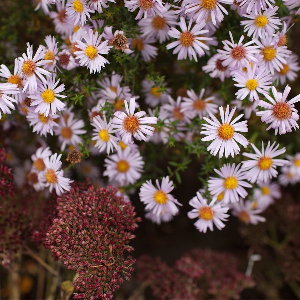 Nahaufnahme von fliederfarbenen Astern mit gelber Mitte und rötlichen Blütenständen in einem Garten.