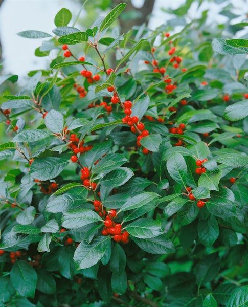 Im Bild ist ein Ilex-Busch mit grünen Blättern und roten Beeren zu sehen.