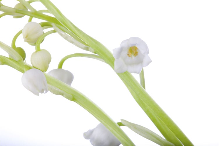 Convallaria majalis, Maiglöckchen, weiß, ca. 9x9 cm Topf